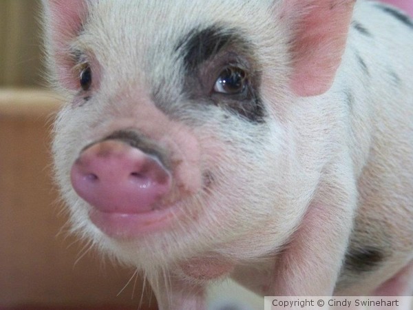 Pig Smile