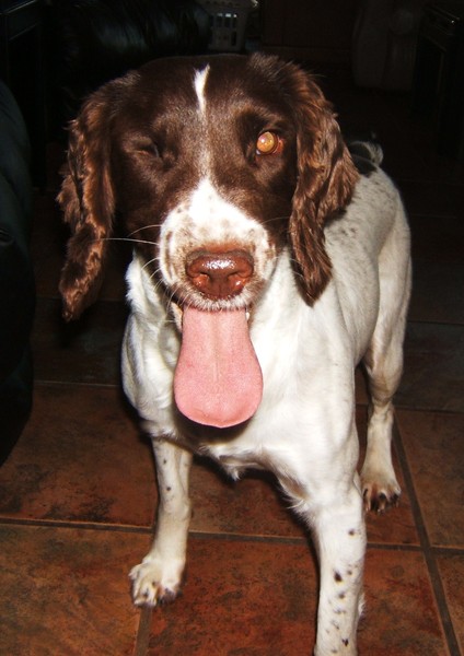one-eyed springer