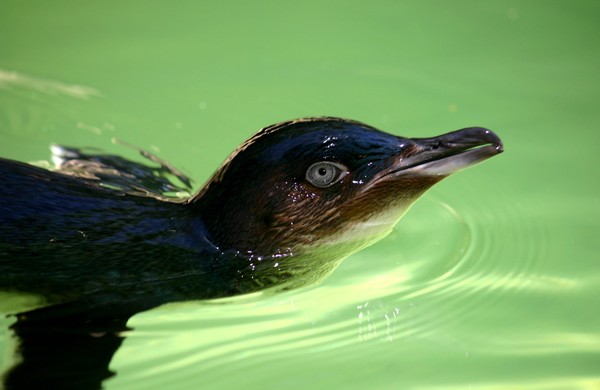 Blue Penguin