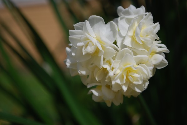 Jonquils from my Potted garden