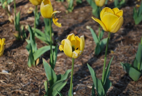 In Bloom