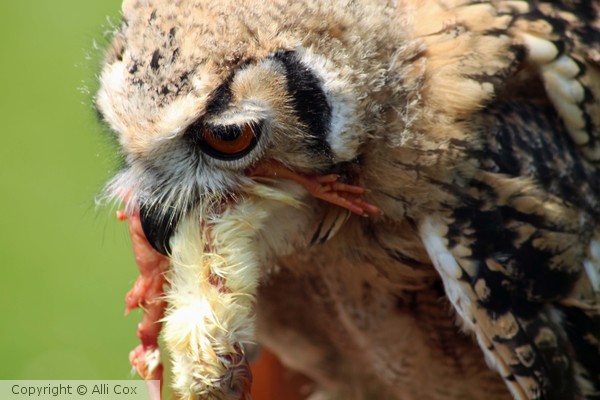 Eagle Owl