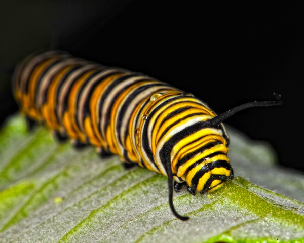 Monarch Caterpillar
