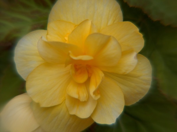 Yellow Tuberous Begonia