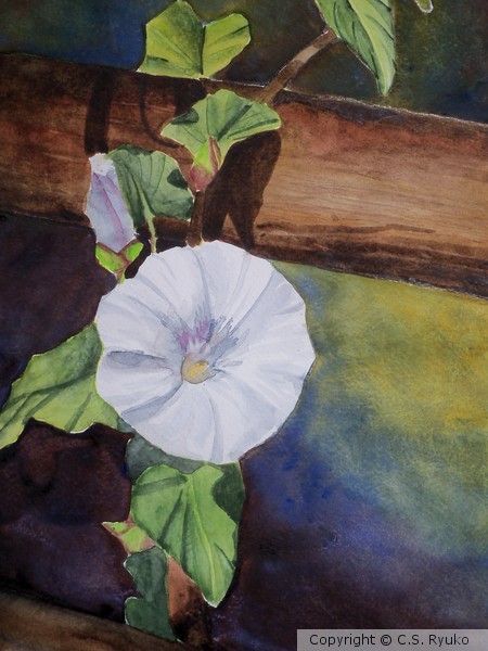 Morning Glory