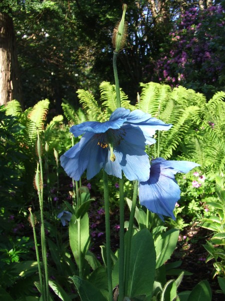 Blue poppy