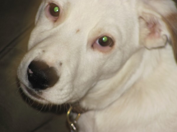 my dog kenai