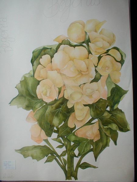 Begonia