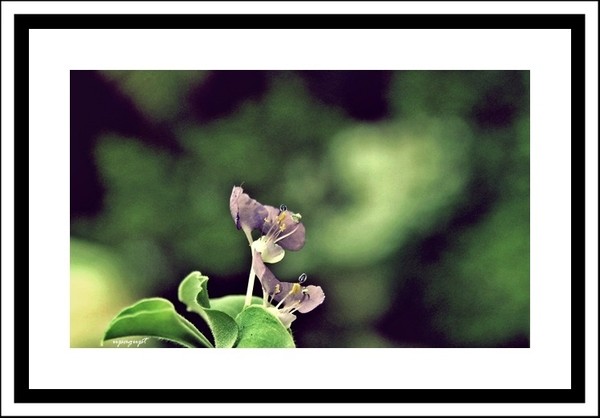 flower beauty-art