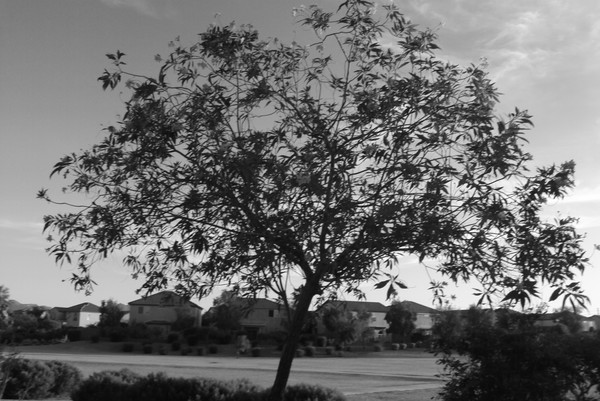 The Tree of Life
