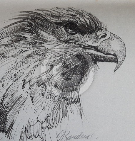 Bald Eagle
