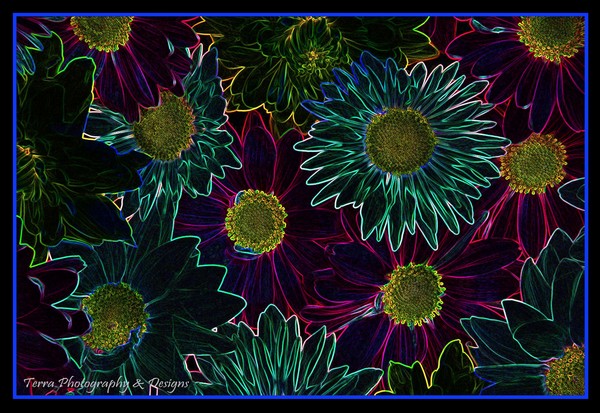 Mums with Glowing Edges