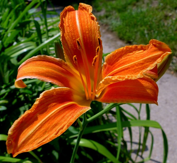 pretty flower