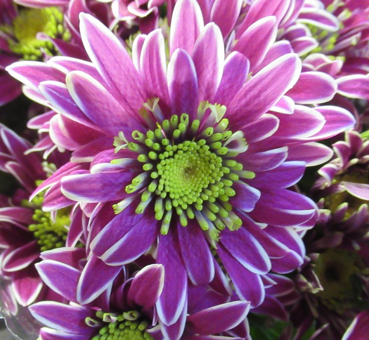 HAPPY WEEK TO ALL OF YOU!!!!