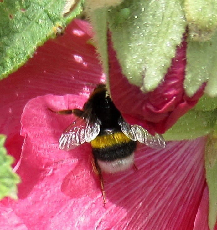 BEE AT WORK