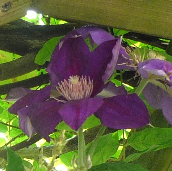 CLEMATIS