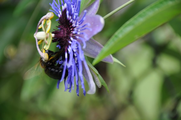 Passion fruit flower