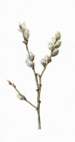 Spring Branch