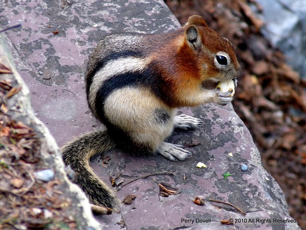P1190973 Chipmunk with an appetite.