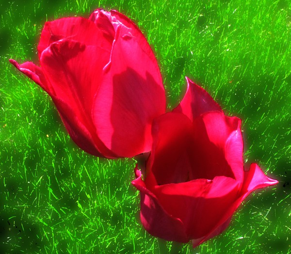 Red Tulips