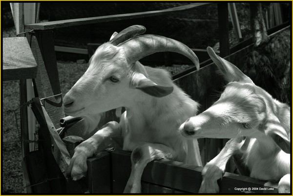 PA & MA GOAT GRUFF