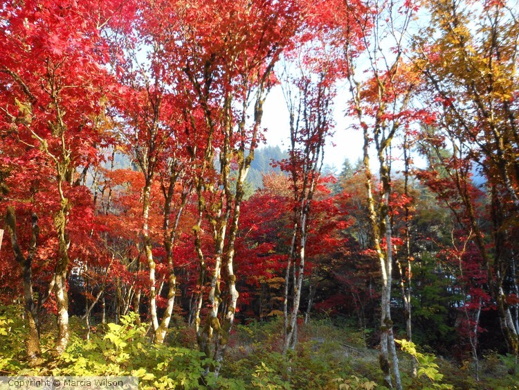 Dad's Autumn Legacy Maples