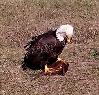 Eagle