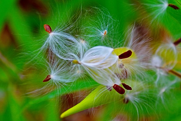 Milk Weed