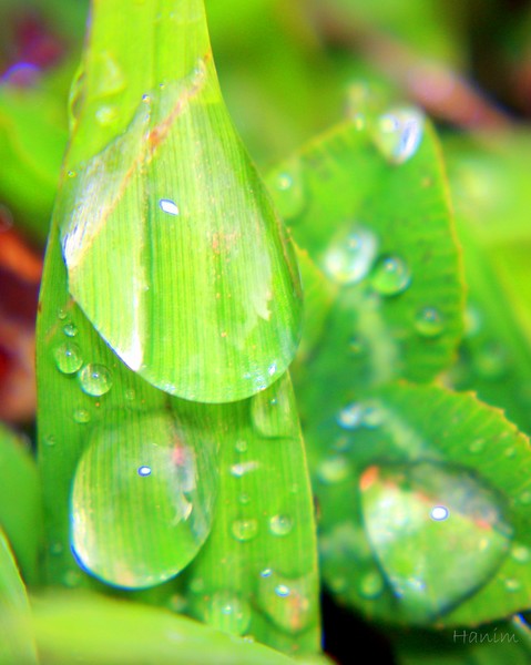 Tears on the grass