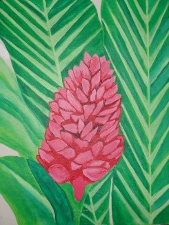 Torch Ginger - Hawaiian Colletion
