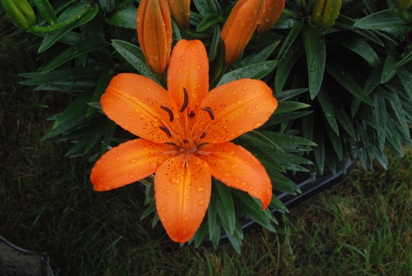 RAINDROPS ON A LILLY