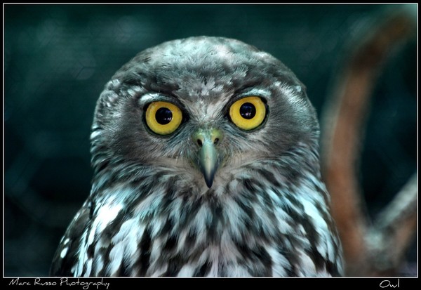 Im watching you with Owl eyes