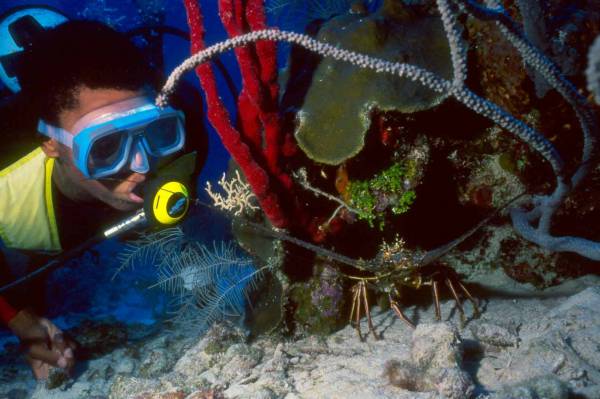Diver spots Lobster