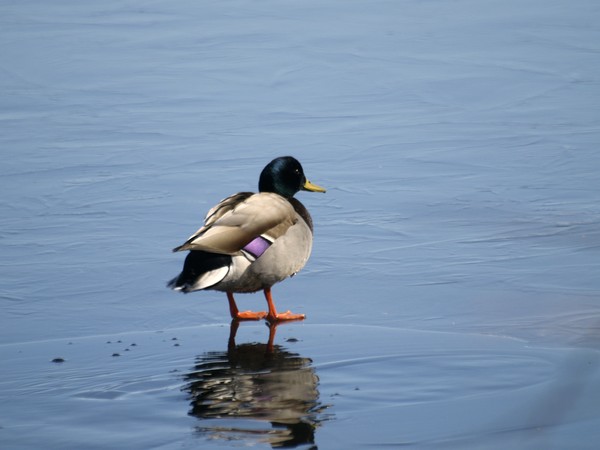 Walking on thin ice