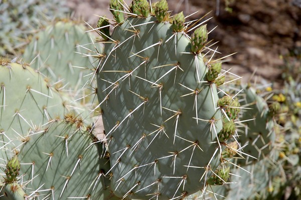 Cactus