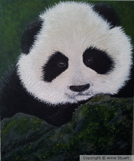 Shy Panda Cub.....