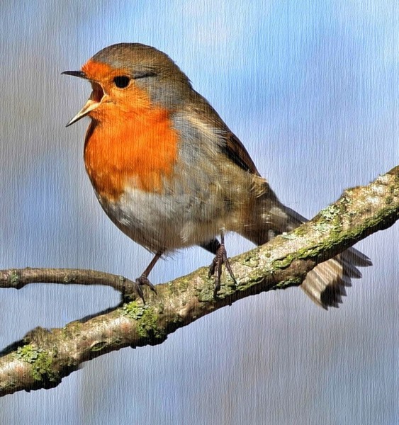 Baby Robin