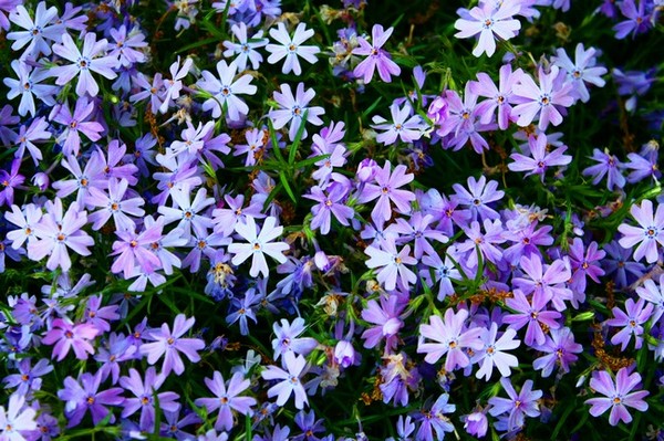 Purple Flowers