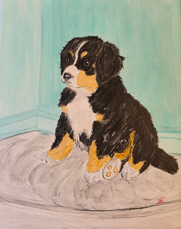 BERNESE MOUNTAIN DOG PUPPY