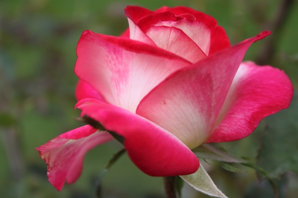 A Rose Is A Rose