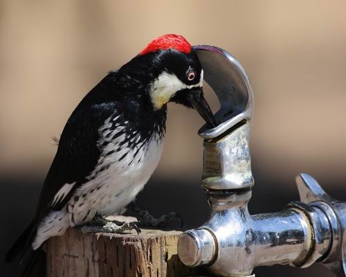 Woody and The Water Fountain