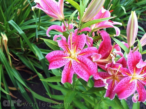 BEHOLD THE LILY