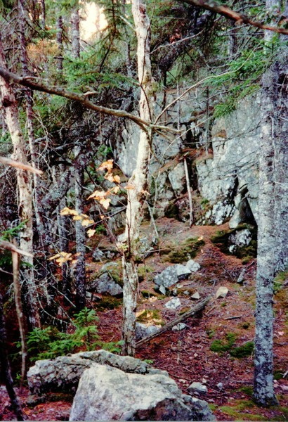 Deep in the Forest