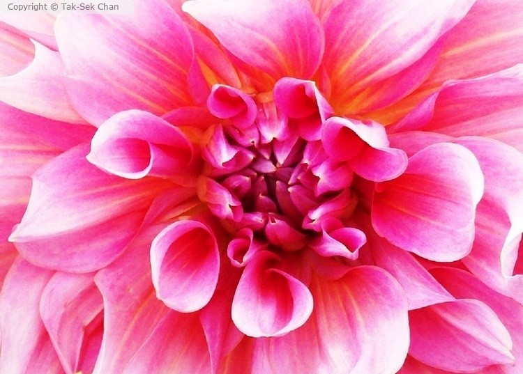 Dahlia pinnata, Alaska 2012