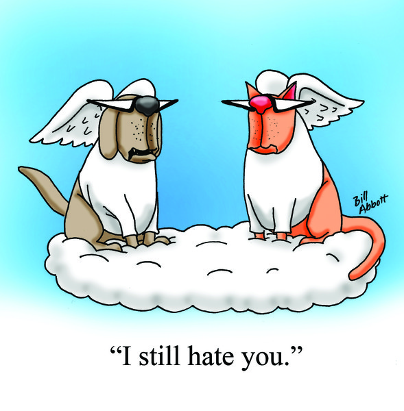 Dog Cat Angels