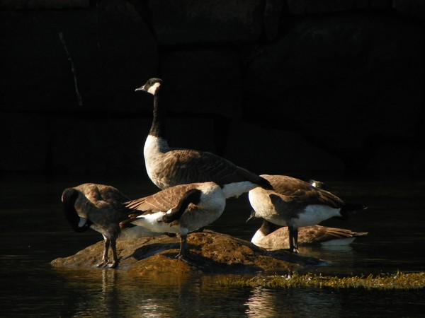 geese