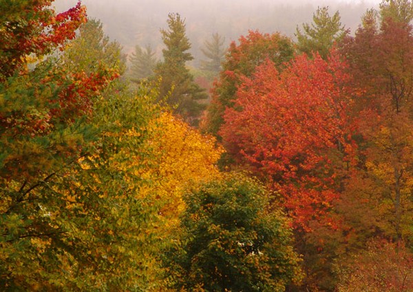 Color Pallet