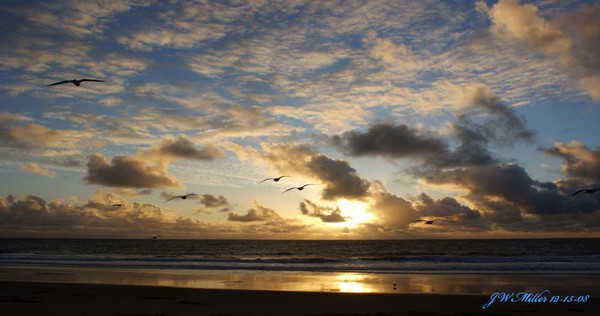 Evening Gulls
