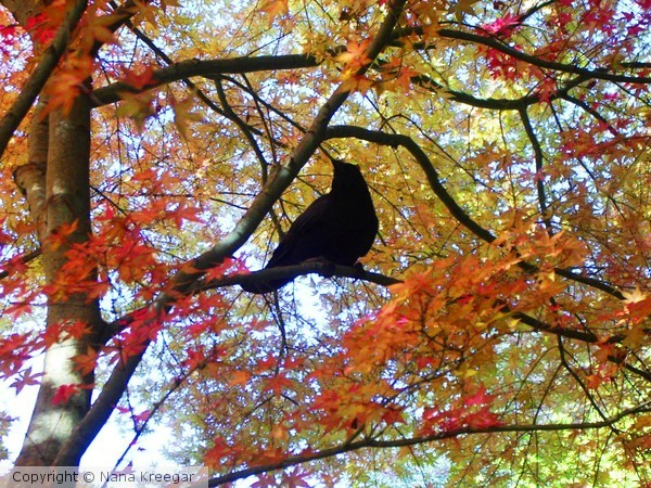 The Observer