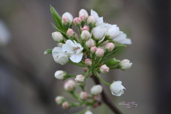 Whitespringbloom